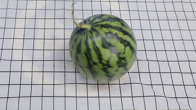 Early childhood, 8424 watermelon cultivation techniques