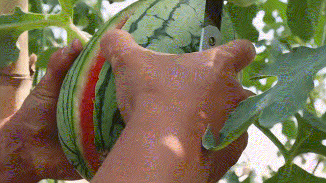 Early childhood, 8424 watermelon cultivation techniques