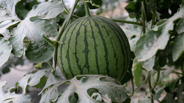 Early childhood, 8424 watermelon cultivation techniques