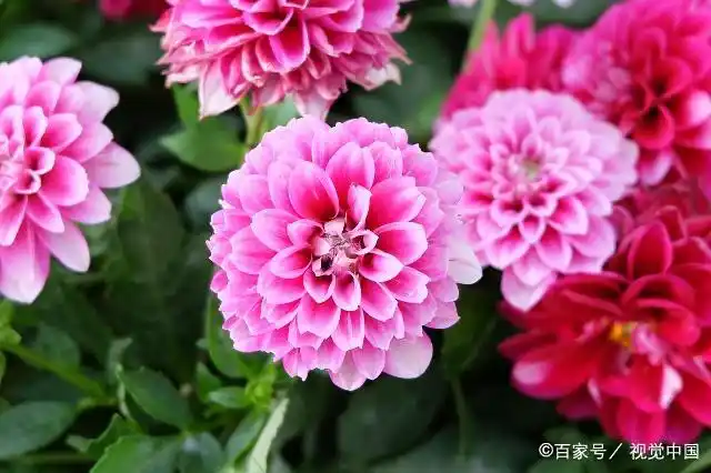 The method of planting the dalai flowers