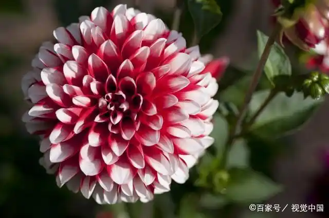 The method of planting the dalai flowers