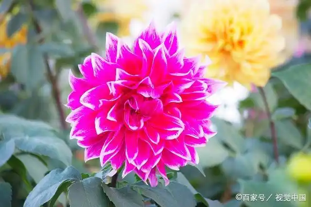 The method of planting the dalai flowers