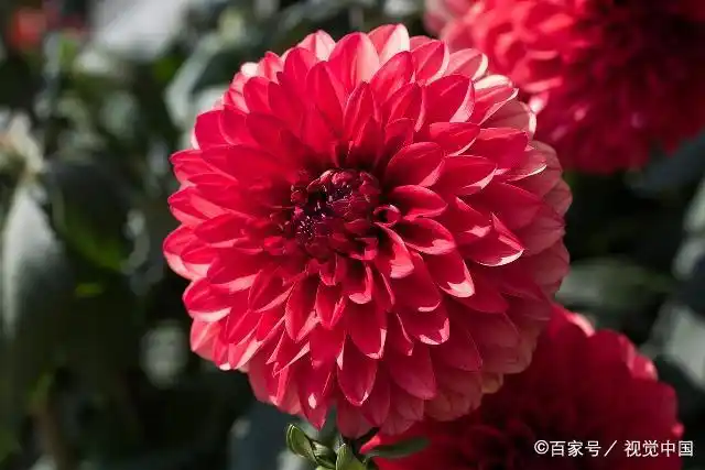 The method of planting the dalai flowers