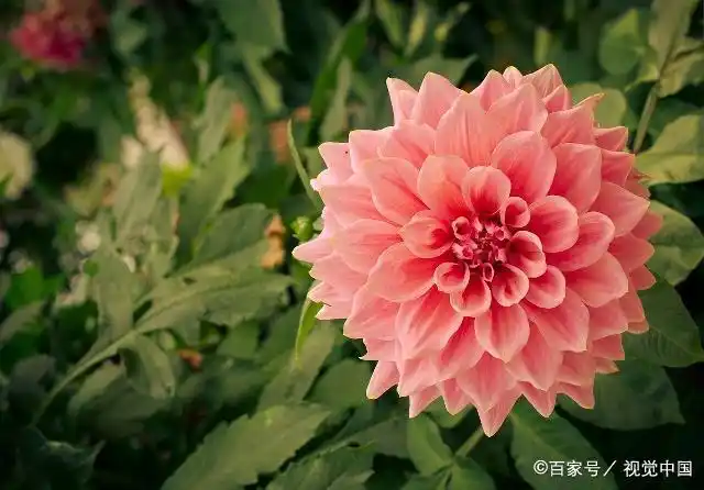 The method of planting the dalai flowers