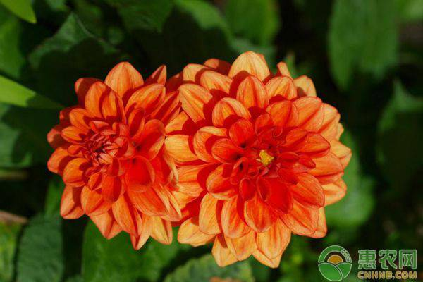 The method of planting the dalai flowers