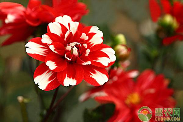 The method of planting the dalai flowers