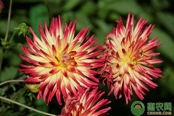 The method of planting the dalai flowers