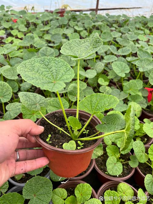 The method of planting sunflower seeds