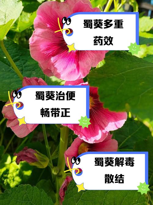 The method of planting sunflower seeds