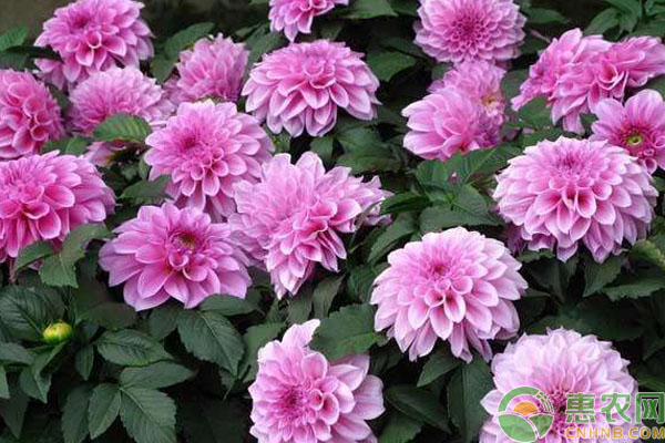 大丽花的种植方法