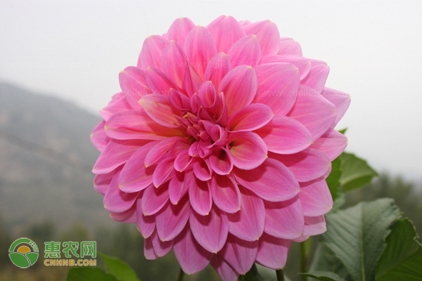 大丽花的种植方法