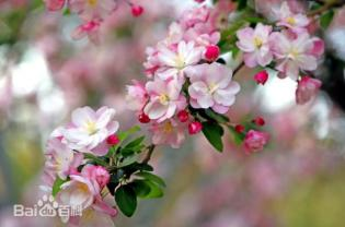 美丽月见草种植方法
