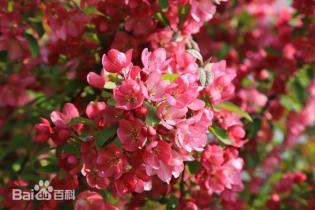美丽月见草种植方法