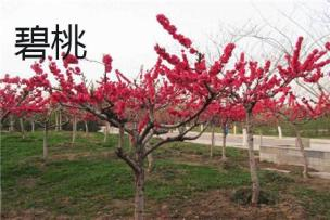 美丽月见草种植方法