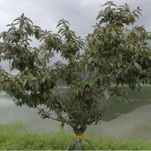 美丽月见草种植方法