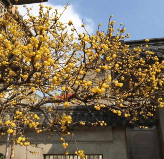 美丽月见草种植方法