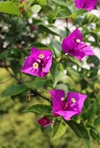 美丽月见草种植方法
