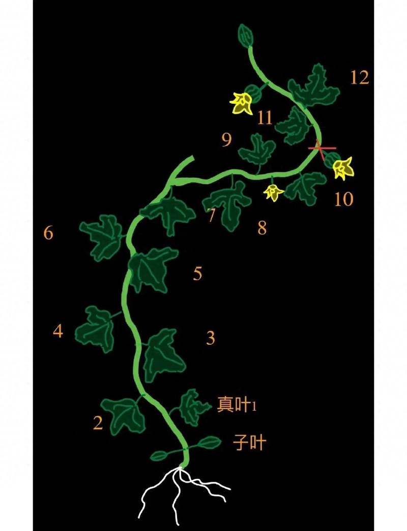 cctv-7西瓜的种植技术
