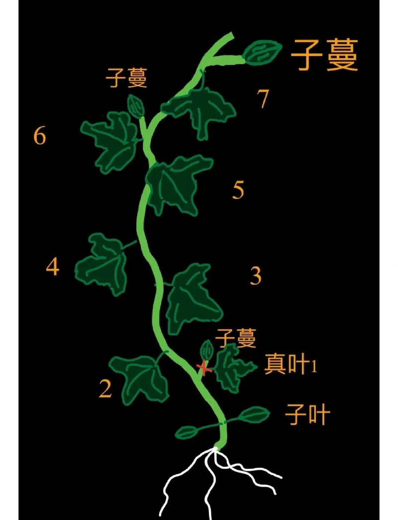 cctv-7西瓜的种植技术