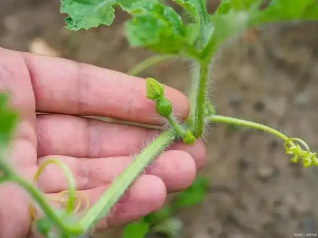 cctv-7西瓜的种植技术