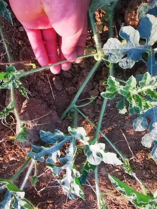 cctv-7西瓜的种植技术