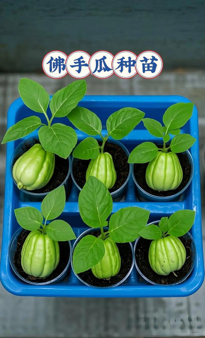 佛手瓜的种植技术