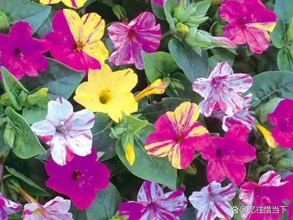 茉莉种子的种植方法