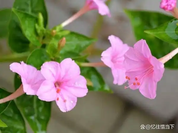 茉莉种子的种植方法