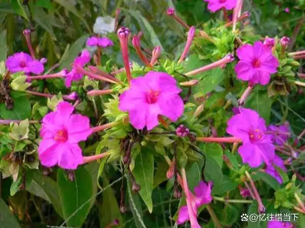 茉莉种子的种植方法