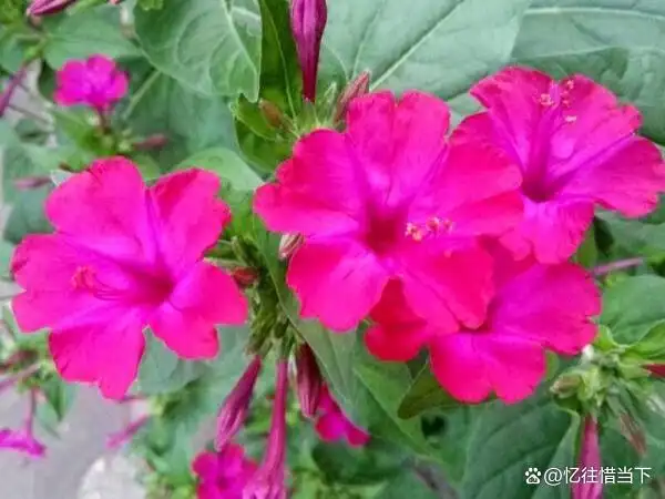 茉莉种子的种植方法