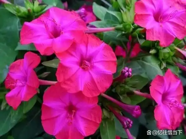 茉莉种子的种植方法