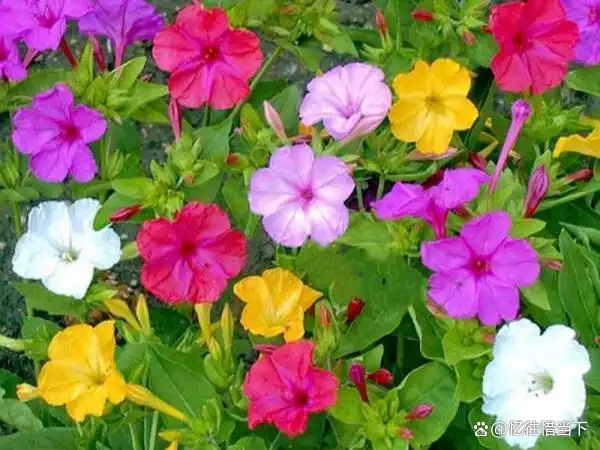 茉莉种子的种植方法