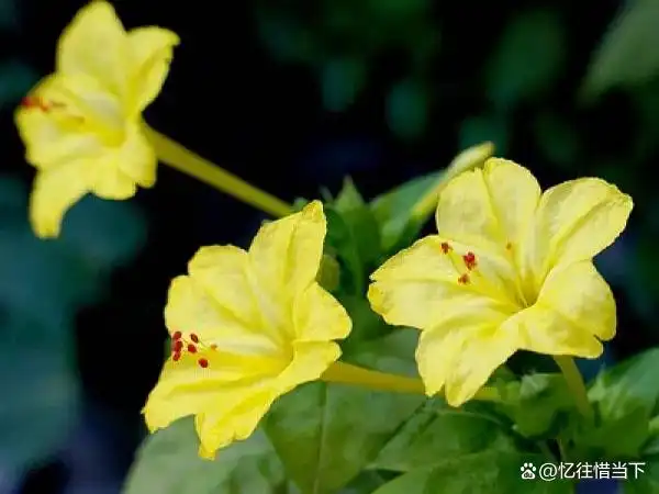 茉莉种子的种植方法