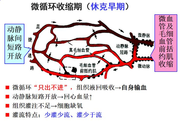 休克晚期微循环灌流特点分别是