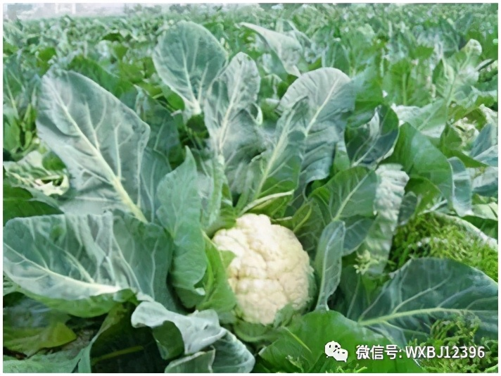 Plantation of organic vegetables