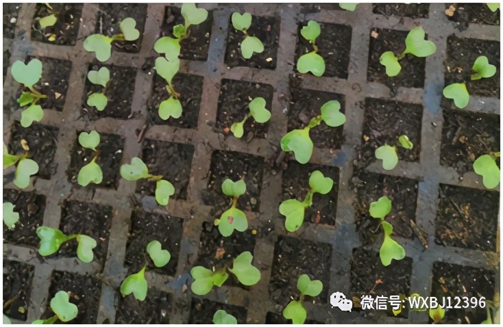 Plantation of organic vegetables