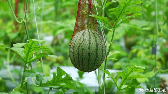 早佳8424西瓜种植技术