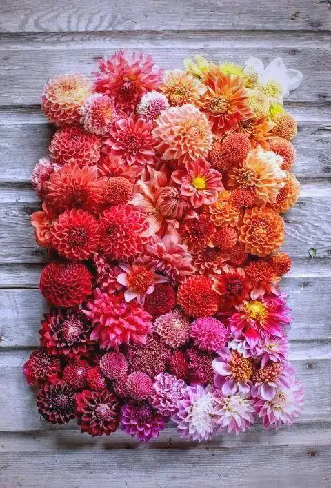 大丽花的种植方法