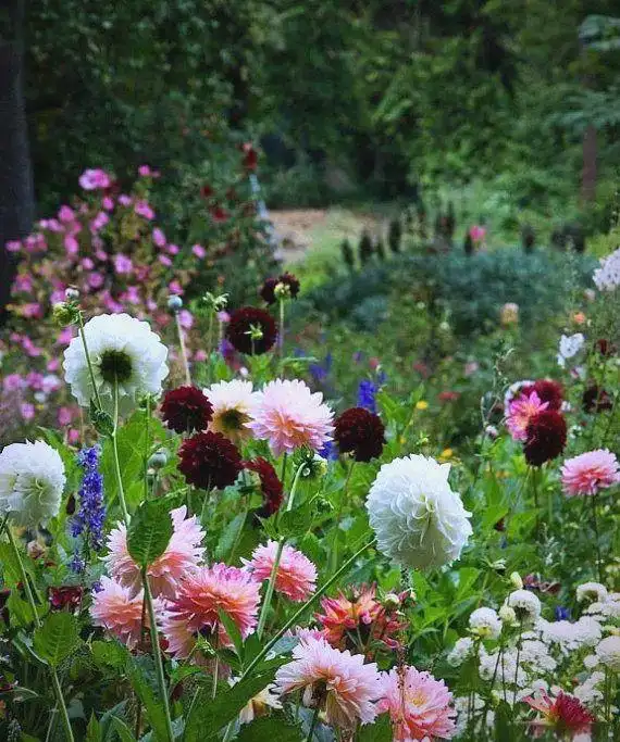 大丽花的种植方法