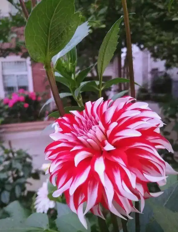 大丽花的种植方法