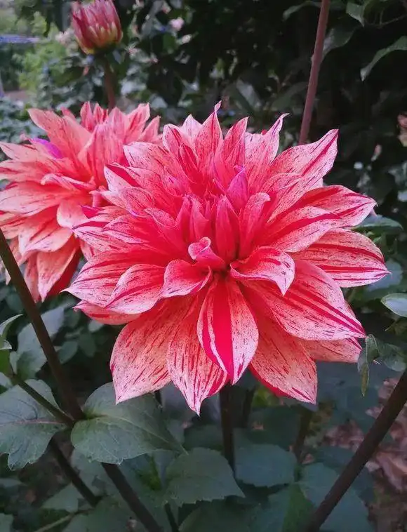 大丽花的种植方法