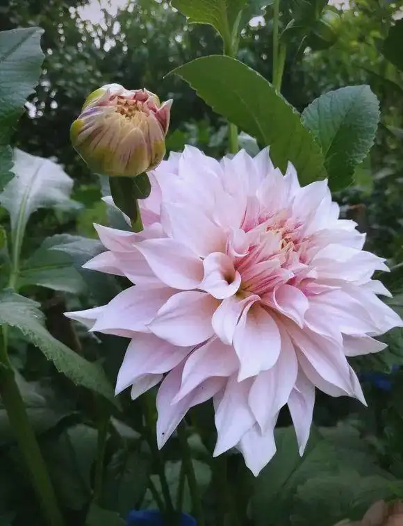 大丽花的种植方法