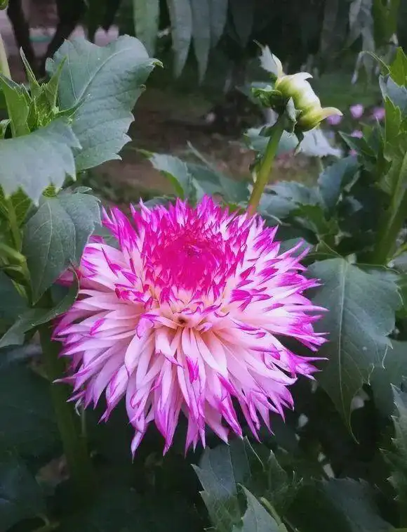 大丽花的种植方法