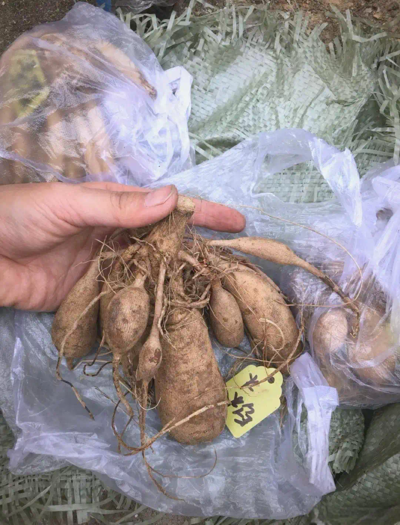 大丽花的种植方法