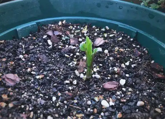 大丽花的种植方法