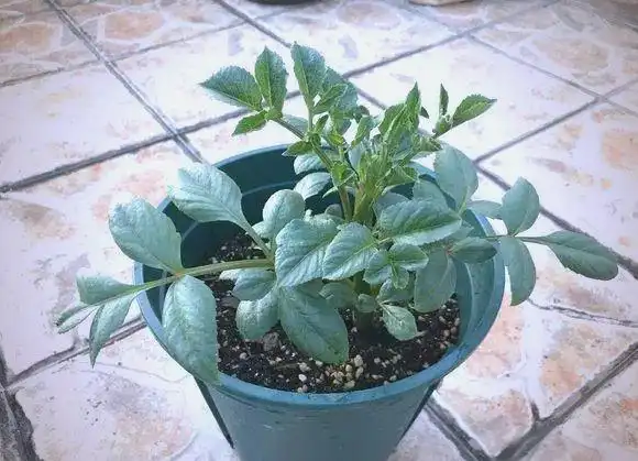 大丽花的种植方法