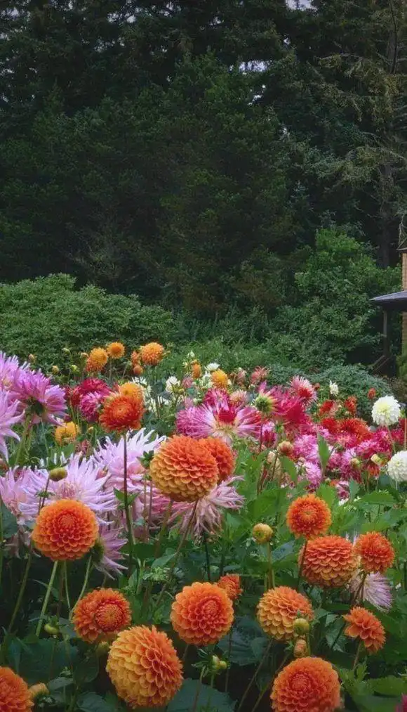 大丽花的种植方法