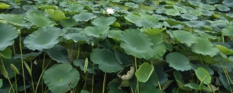 It's a video on the technology for growing water