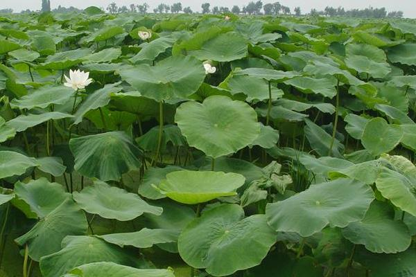 It's a video on the technology for growing water