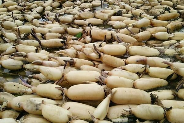 It's a video on the technology for growing water